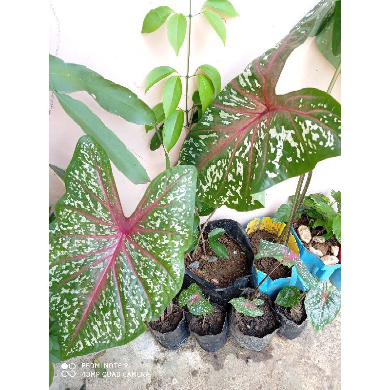 Caladium redstar / keladi bintik merah