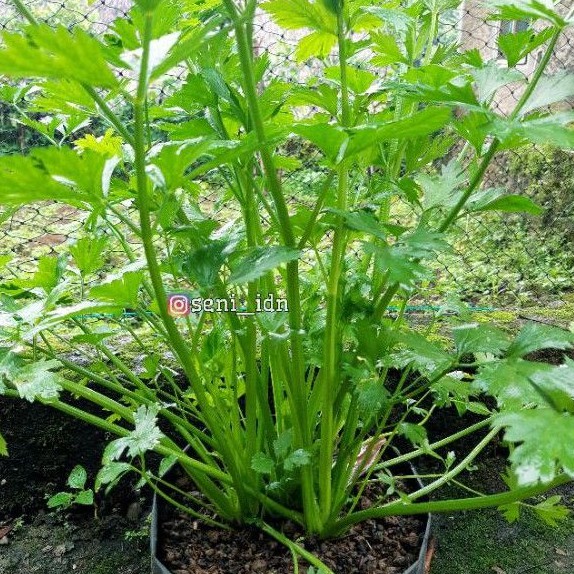 

Batang Daun Seledri / Sayur Seledri 250gram