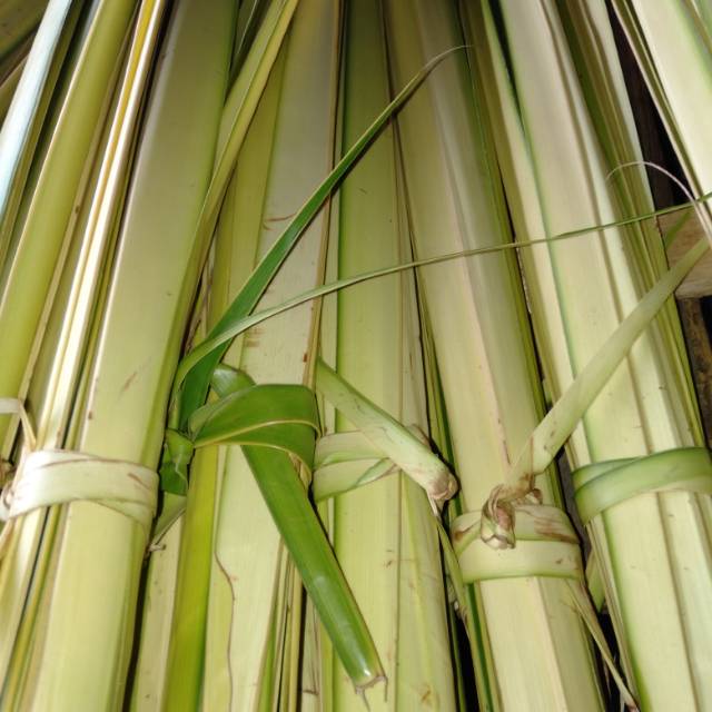 

Janur Kuning 10 lidi x2 daun Kelapa