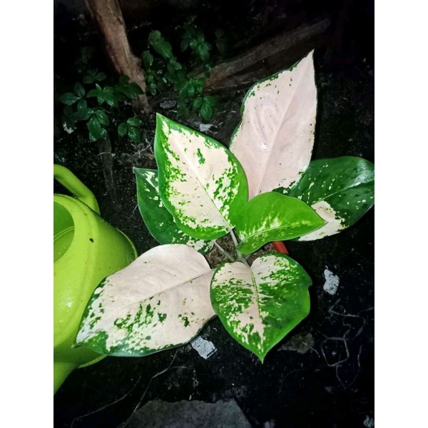 aglonema suksom white anakan baby alam indah flora