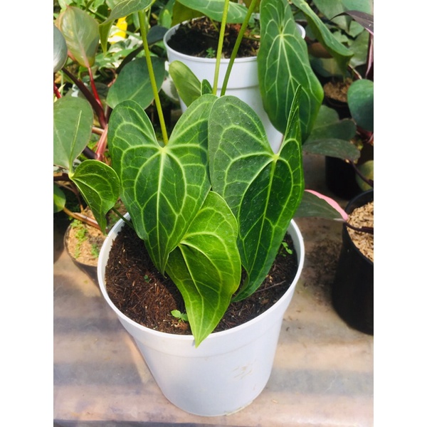 Anthurium hybrid (A Clarinervium x A pterodactyl)