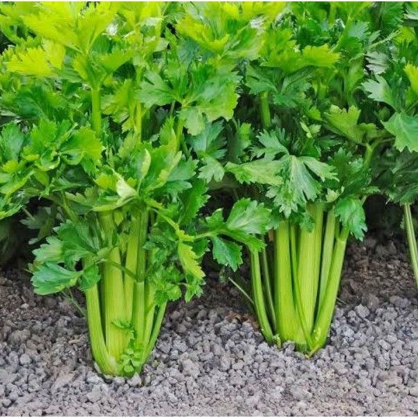 25Biji  Benih tanaman sayur sayuran Seledri Import CELERY CUT GREEN / Bibit Tanaman Sayur Sayuran Be