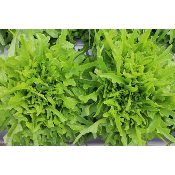 Benih Bibit Biji - Lettuce Chris Green Oakleaf Selada Oak Hijau Seeds - Panen Dalam 35 Hari