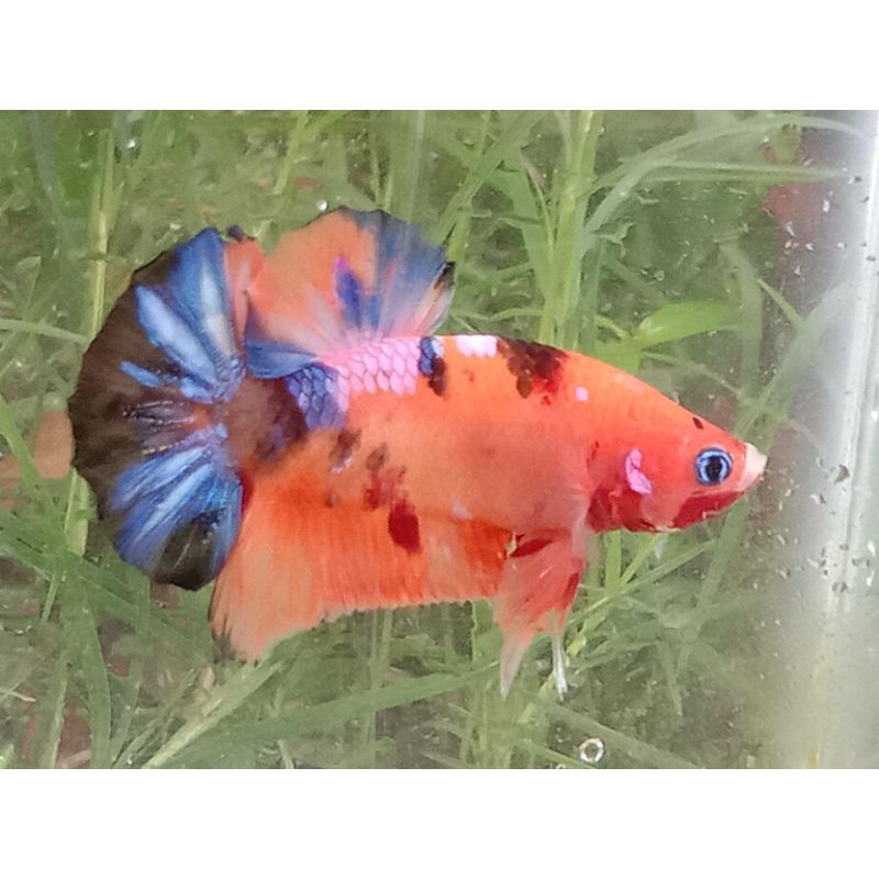 

IKAN CUPANG ORANGE BASE