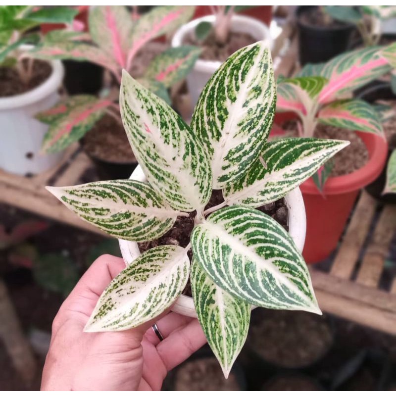 anakan aglonema legacy salju / tanaman hias aglonema