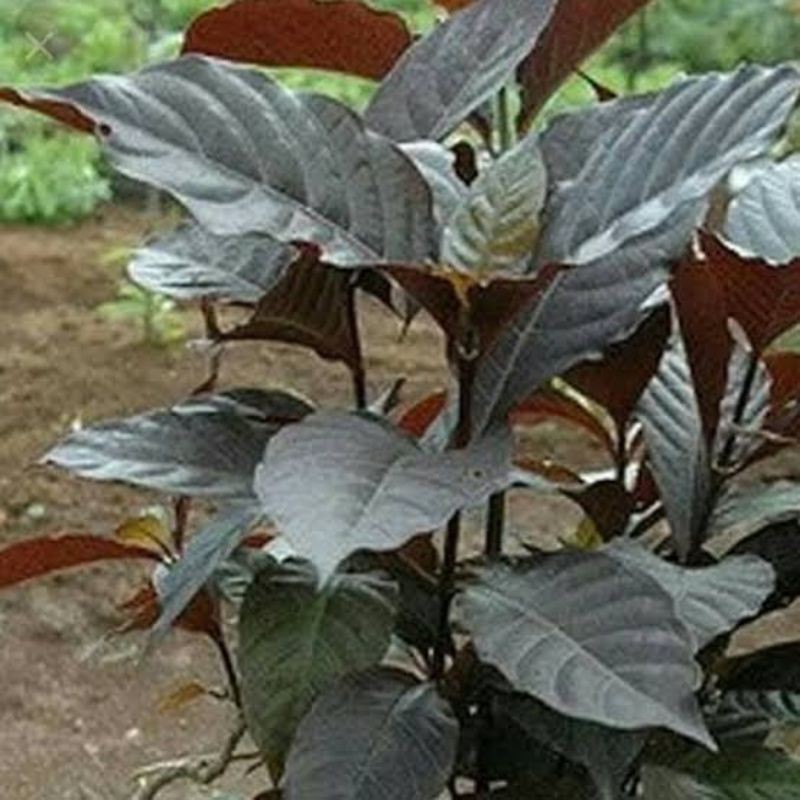 

Daun Handeleum Fres 500Gram