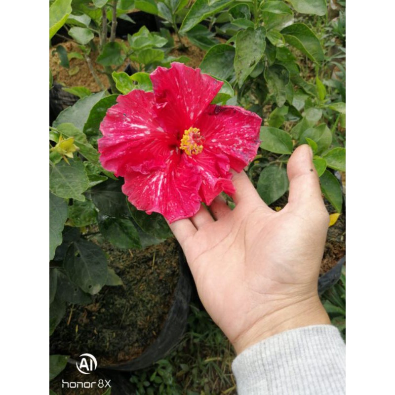 Tanaman Hias Bunga Sepatu Bangkok Import.