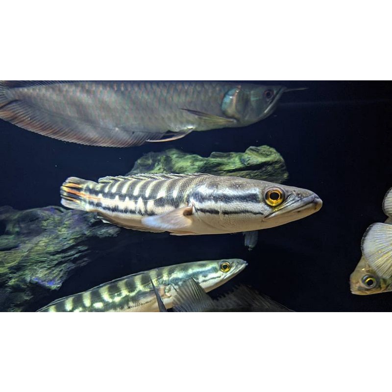 BIG PROMO Toman galak size 20 cm sortiran sehat ( Beli 2 gratis 1 )