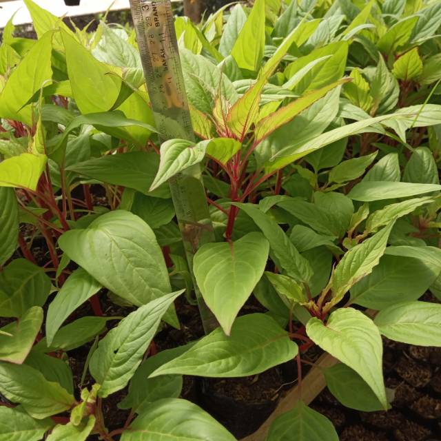 BIJI BUNGA CELOSIA MIXCOLOUR 250 BIJI