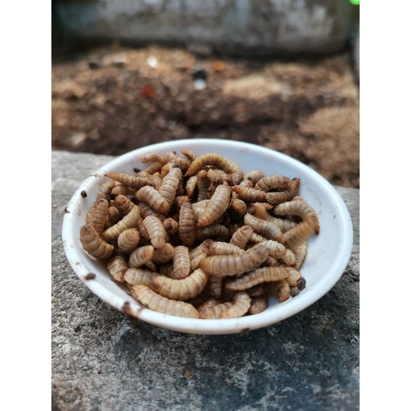 Maggot Magot Larva Bsf Hidup 500gram