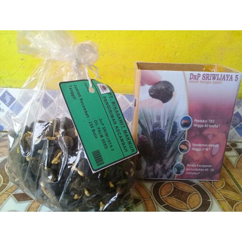 

BM Sriwijaya siap semai isi 250 butir siap semai tiap butir ada cap bisa bayar COD