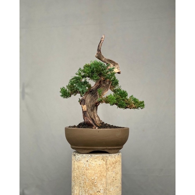 bonsai cemara sinensis tanuki siap pajang