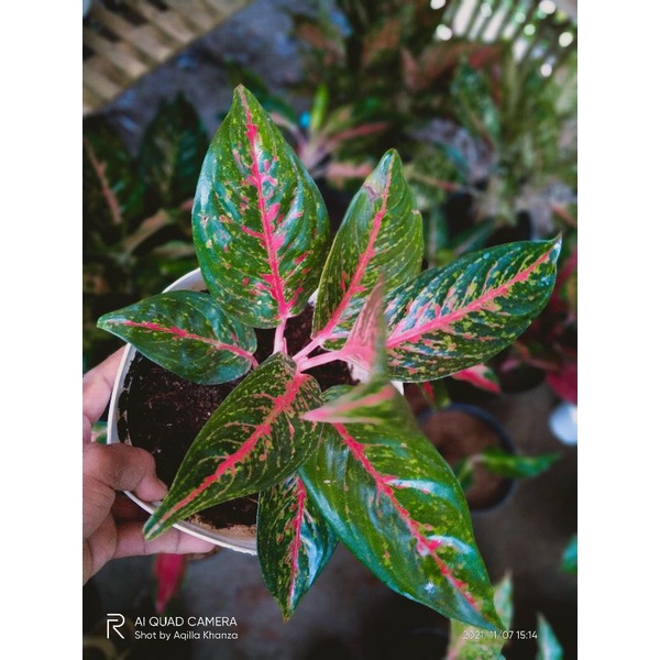 Aglonema HotLady + diven zebra gold