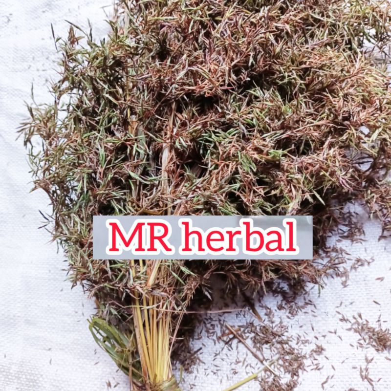 

Jual bunga serai wangi 15 helai