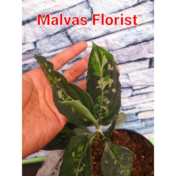 Tanaman hias aglaonema pictum three color