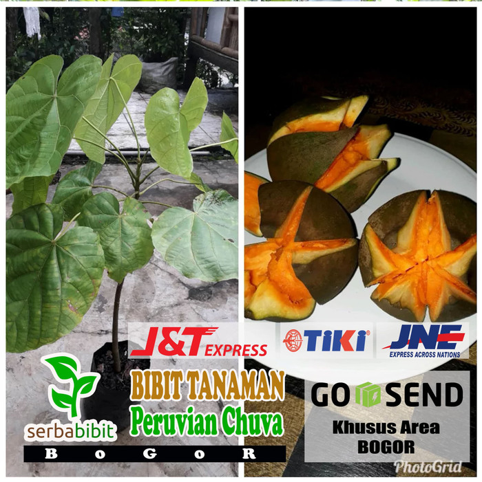 Bibit Pohon Buah Mamey Sapote Peruvian Chuva Sawo Raksasa Jumbo Unik