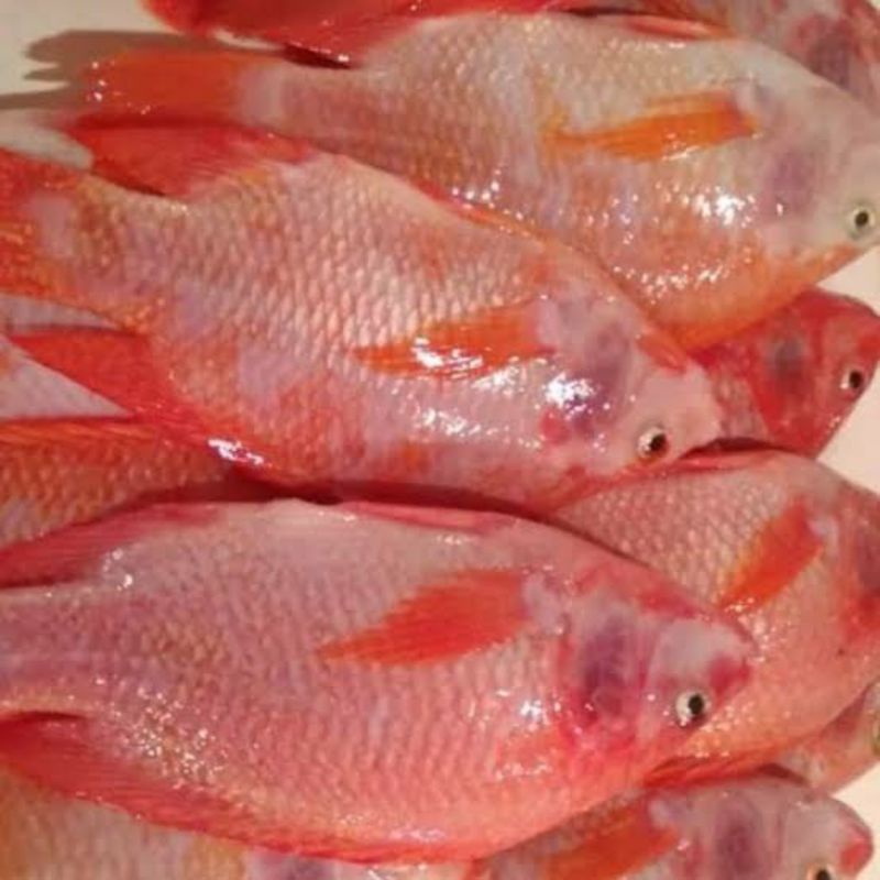 

ikan nila merah 500 gram
