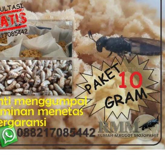 Produk Terbaik BEST QUALITY FRESH TELUR BSF lq1.....