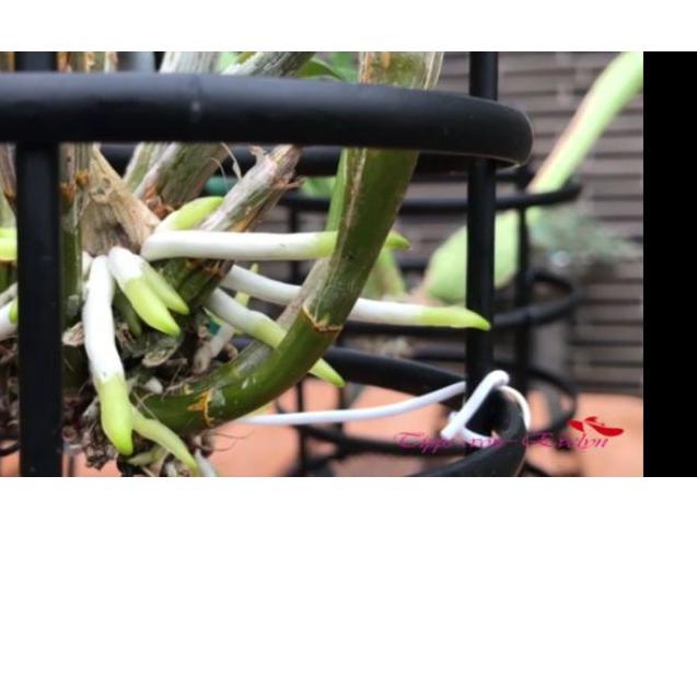 ♨ Pupuk Anggrek Raja Bunga 100ml ♬