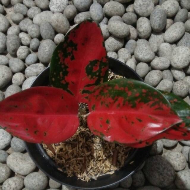 Aglonema charlie brown