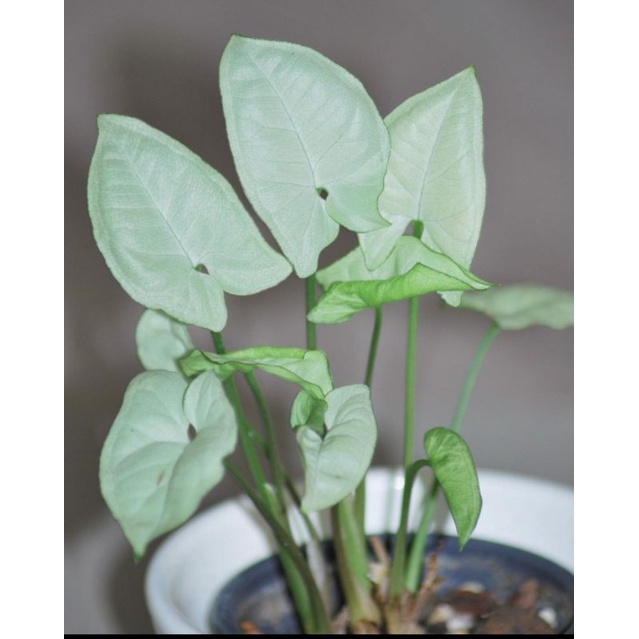 SYNGONIUM MOONSHINE, Syngonium white - Syngonium Tissue - Syngonium susu cod