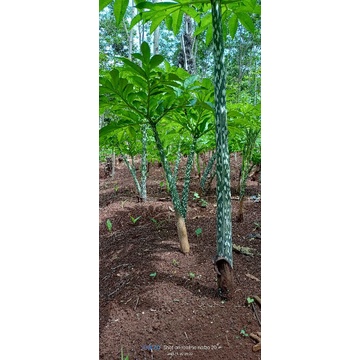 umbi porang hitam ukuran kurang dari 1 kg