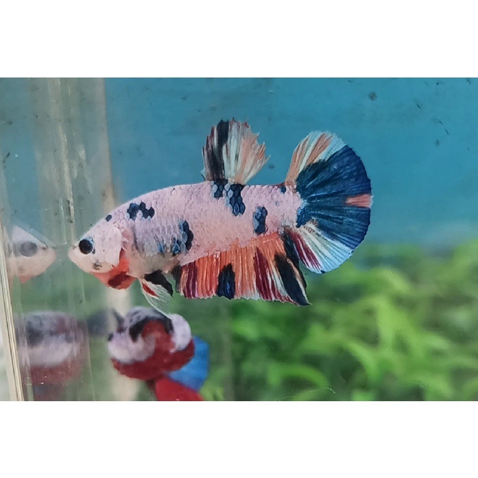 Ikan Cupang Fancy Candy Line Multicolor/Nemo