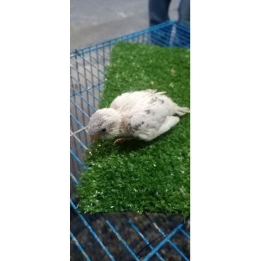 Lolohan/Anakan Burung Parkit/Budgie Warna Dompied Jinak