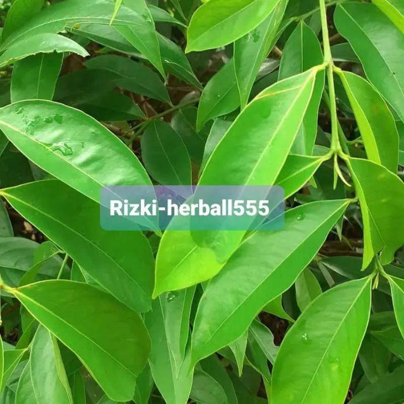 

daun mahkota dewa segar per 200 gram