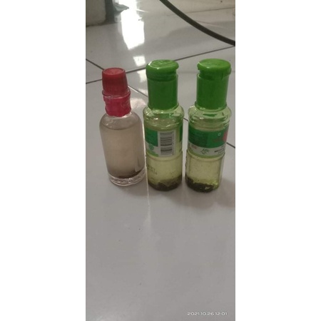 Minyak Lintah asli Papua