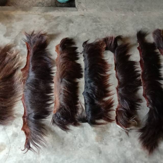 

Jambak kuda