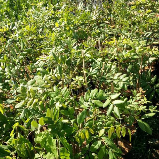 Paket 4 Tanaman Bibit Pohon Buah Kelengkeng