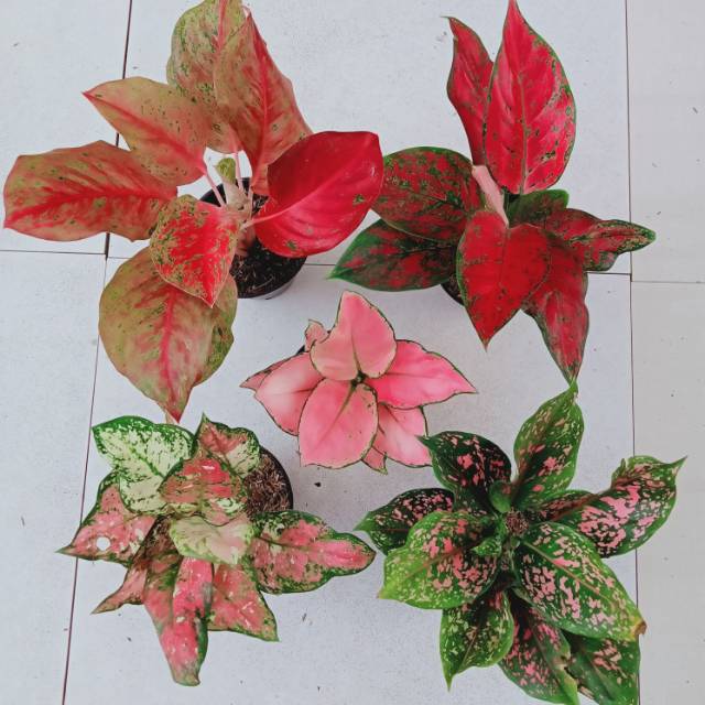 Paket 5 Jenis Aglonema-Remaja