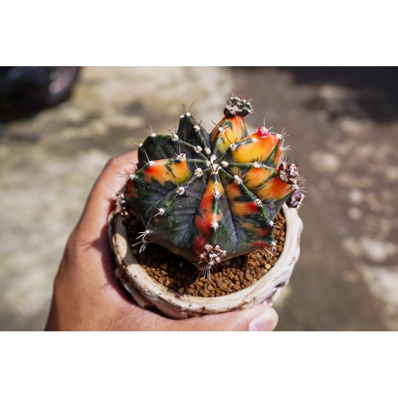 Kaktus Black Pearl Mihanovichii Miha var variegata varigata hybrid