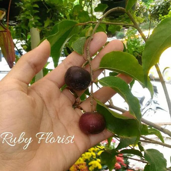 BIBIT BUAH RUKEM BAGUS