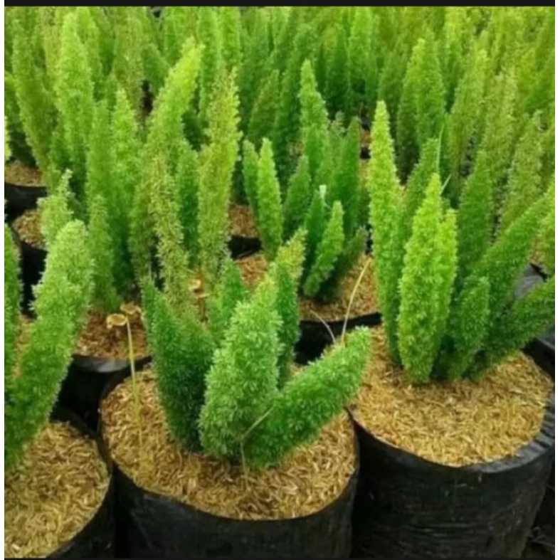 Tanaman hias pakis ekor tupai,tanaman hias pakis arparagus