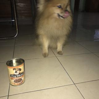 Makanan Anjing Dog Menue With Poultry In Sauce 415gr Shopee