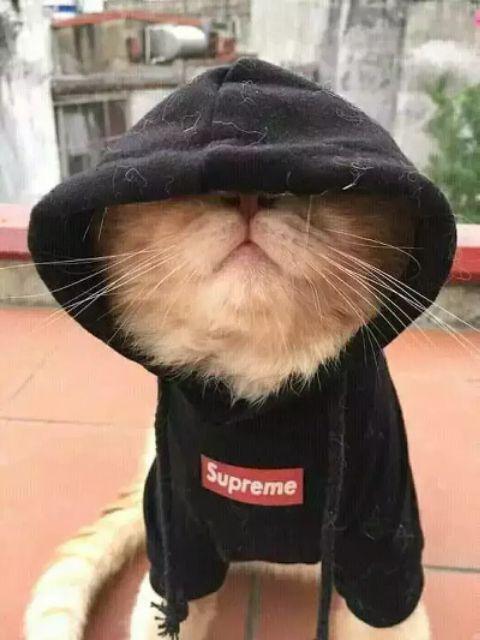 Samurai Paint Sparkling Gold 1123 Cat Semprot Pylox 400ml