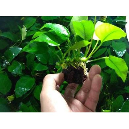 Cod E 455 Tanaman Aquascape Anubias Golden M Shopee