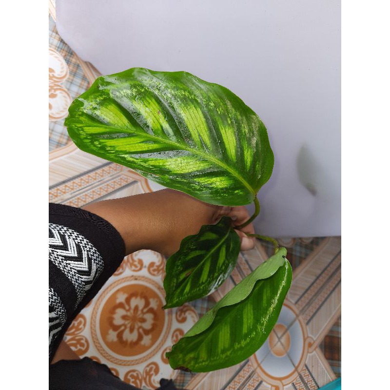 calathea flamestar / kalatea libyana j