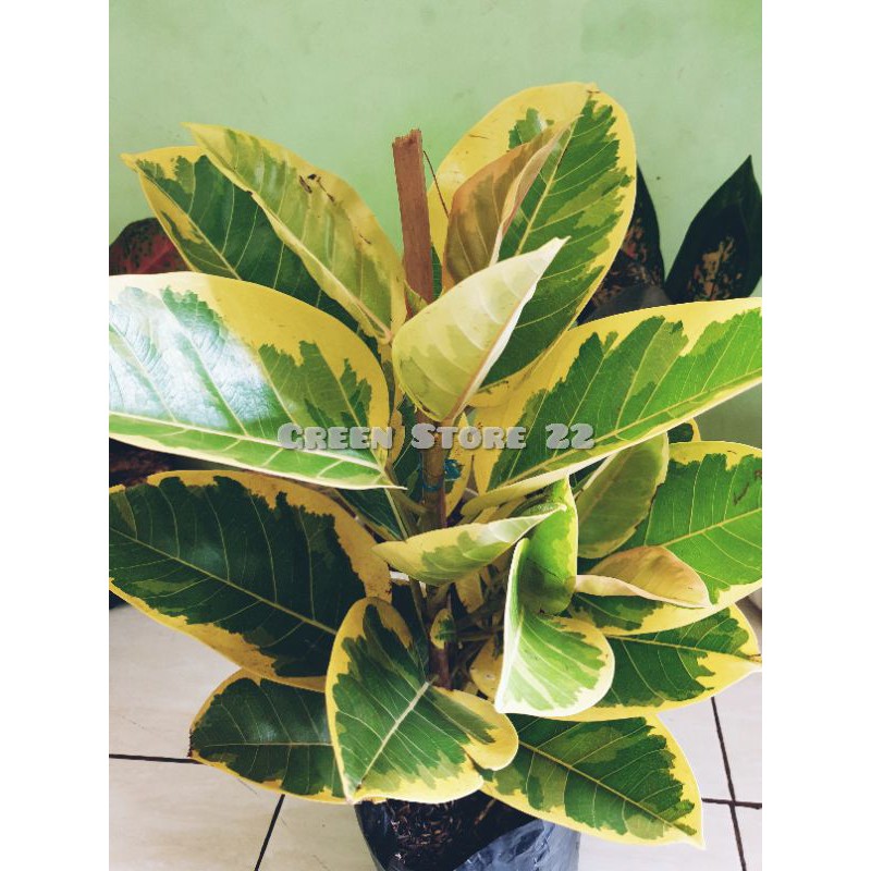 Tanaman Hias Karet Kebo Golden Varigata Cantik Ukukuran Tanaman Hias Karet Kebo Golden Varigata Cantik Ukukuran