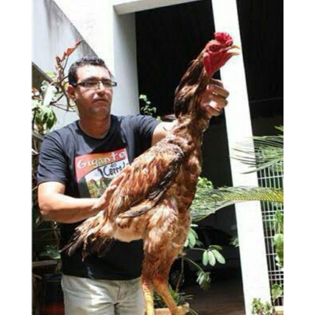 

TELUR AYAM GODZILLA STRONG HEIDHT UNTUK DI TETASKAN