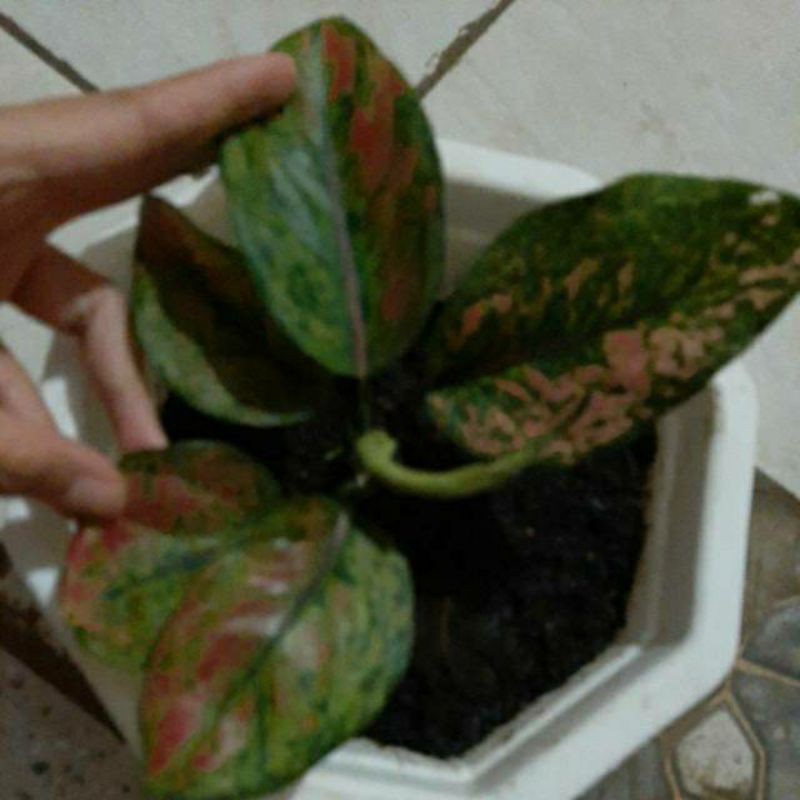 anakan aglonema hengheng