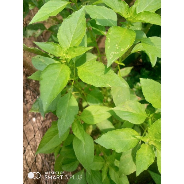 

daun kemangi segar