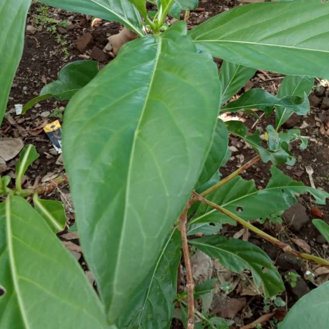 

Daun Pace / Mengkudu Segar (1kg)