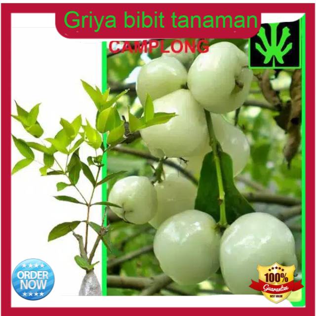 Jambu air putih super