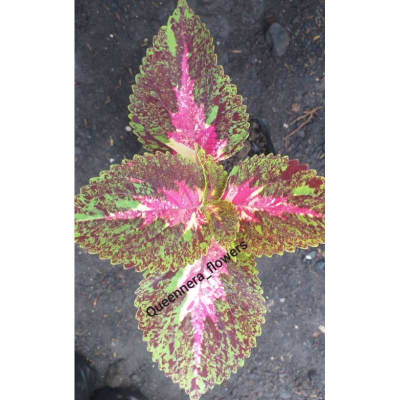 ( BISA COD ) TANAMAN HIAS MIANA BATIK BETAWI KOTOK COLOUS ILER MIANA