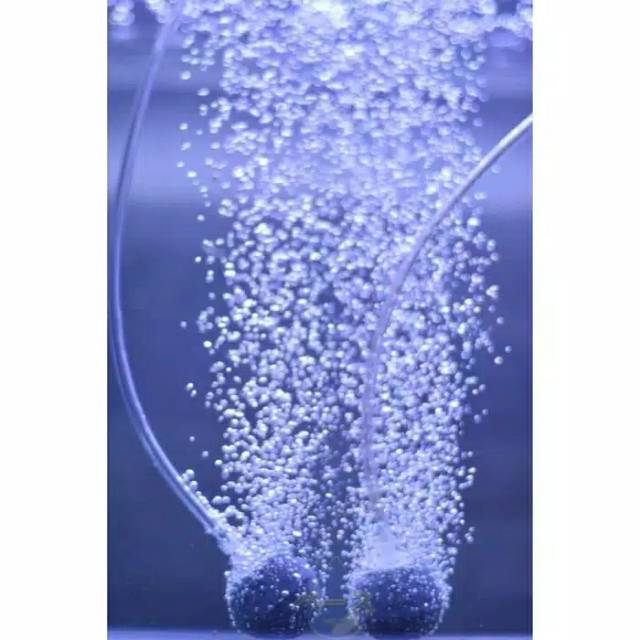Batu Aerator Bakso 5 CM air stone air pump