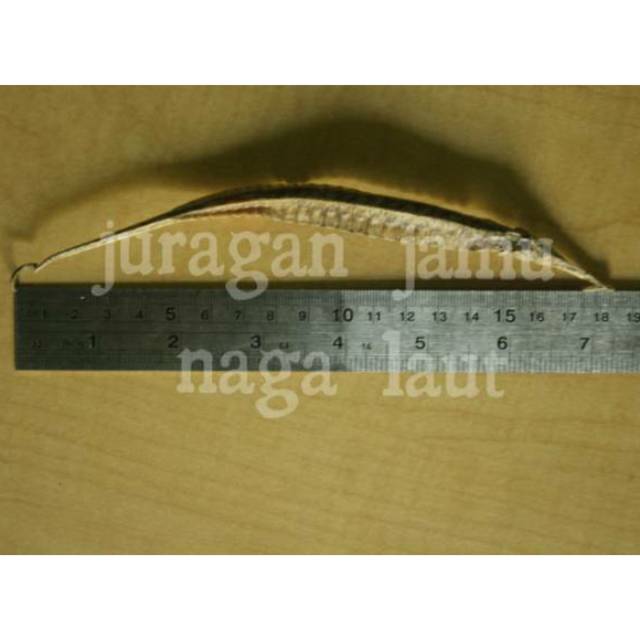 Naga Laut kering