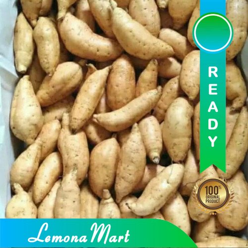 

Ubi Cilembu Madu Mentah 1 kg [LM-NH] AFFSH